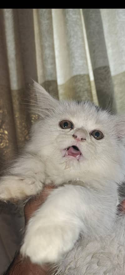 semi punch face kitten male