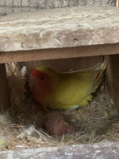Love bird breeder pair