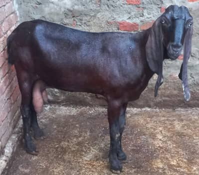 Pure Black & Nagra Beetal Goats | female bakri _Milking & Breeder