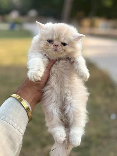 Pusrain kitten | Cat | kittens