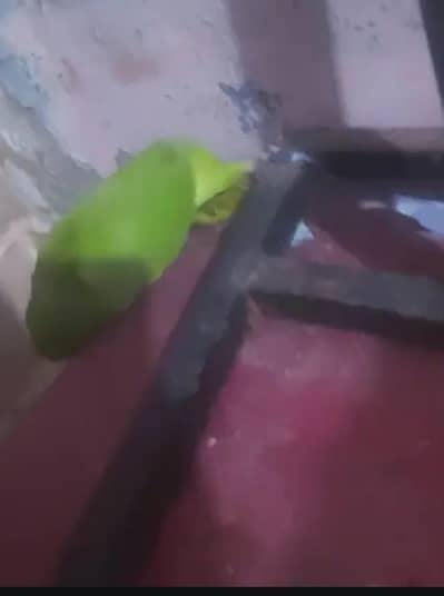 green parrot ringneck