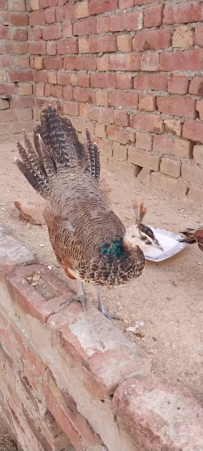 peacock