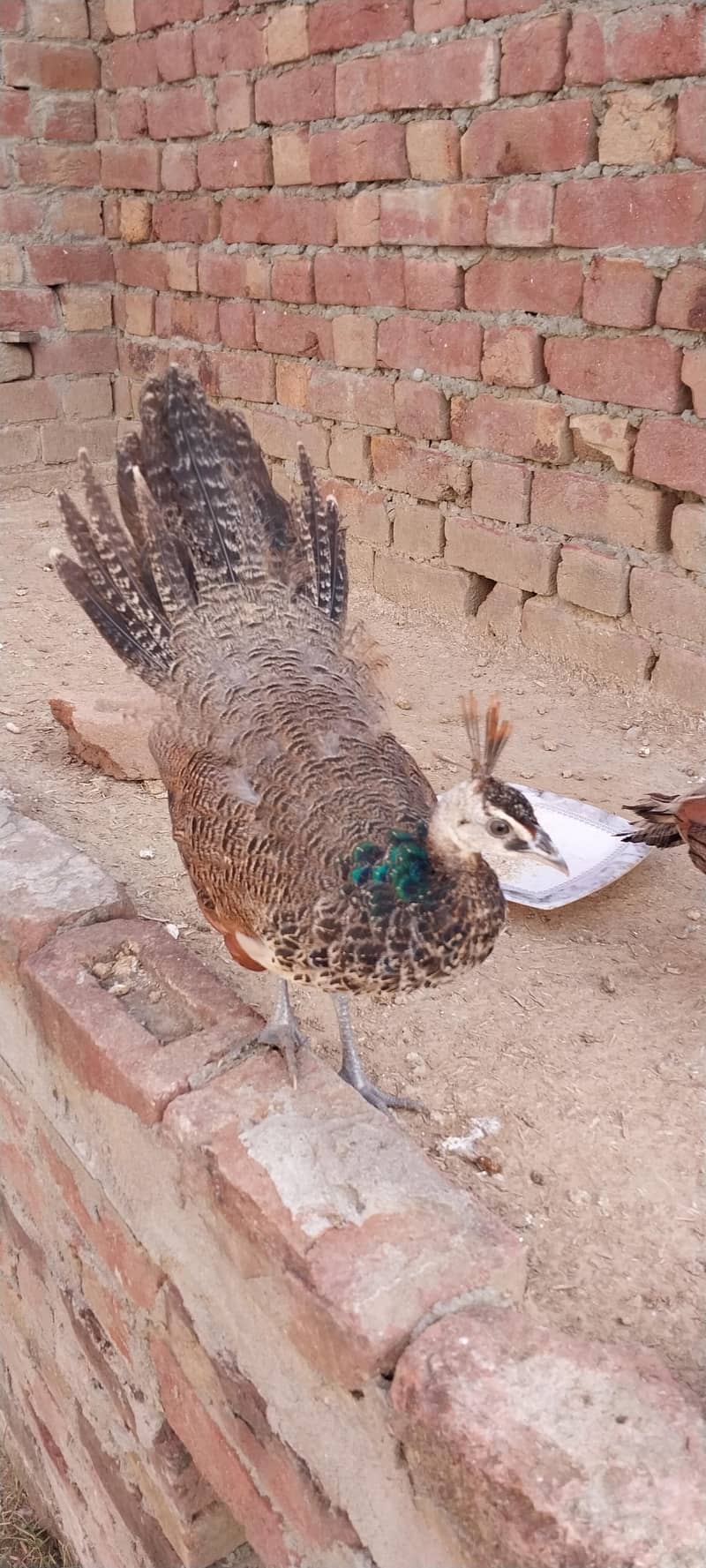 peacock 0