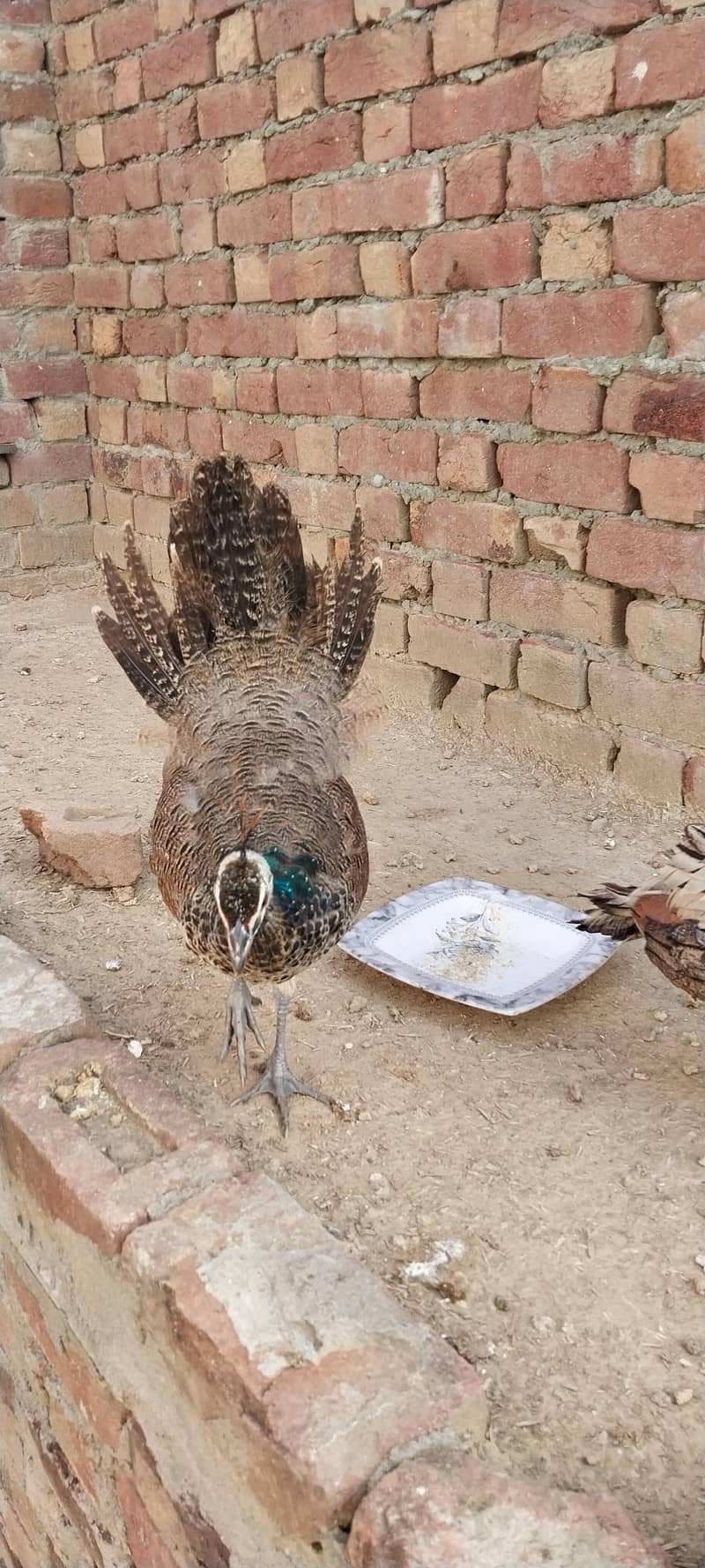 peacock 1
