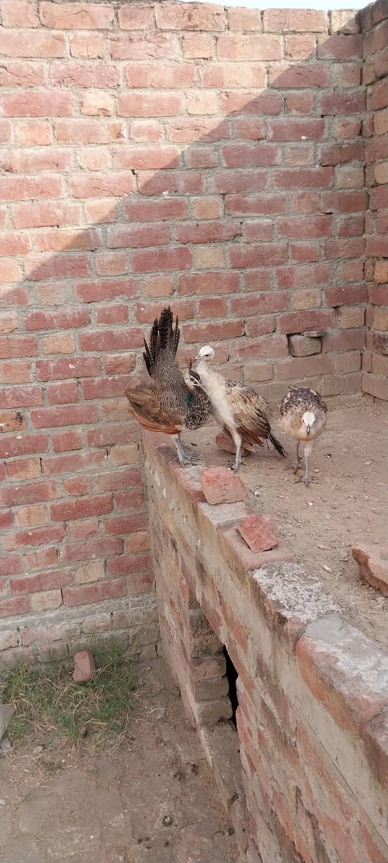 peacock 3