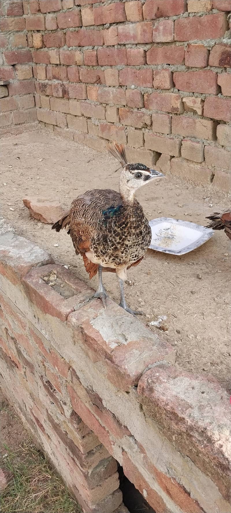 peacock 4