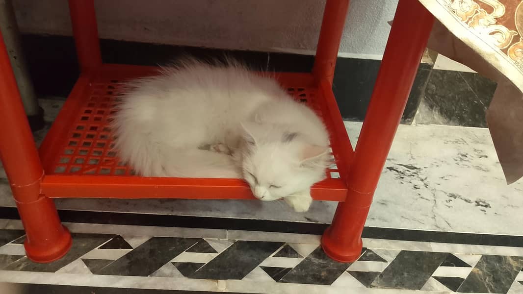 Persian cat 0