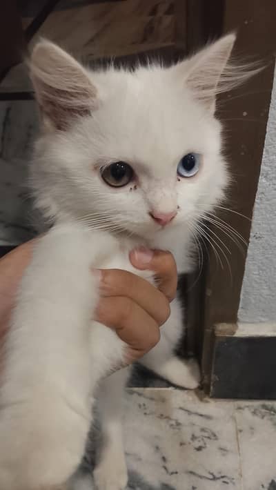 Persian cat