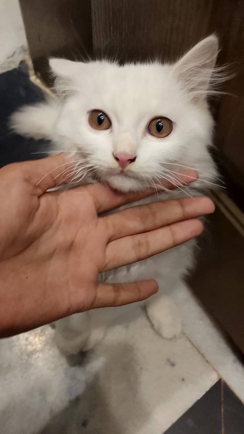 Persian cat 2