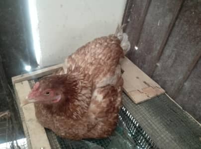 Pure kurk Aseel female available
