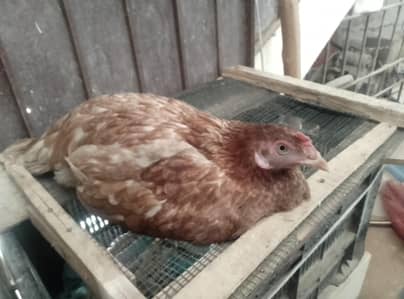 Pure kurk Aseel female available