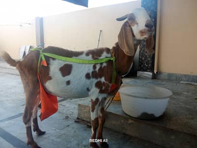 Goat With 2 Kids