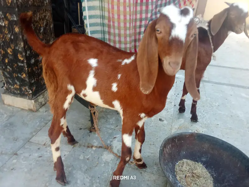 Goat With 2 Kids — photo 2