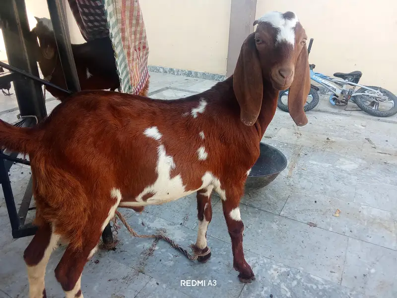 Goat With 2 Kids — photo 3