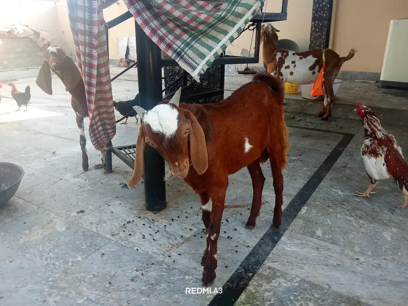 Goat With 2 Kids — photo 4