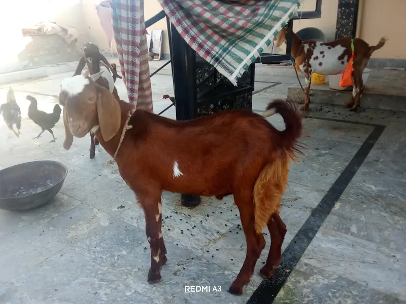 Goat With 2 Kids — photo 5