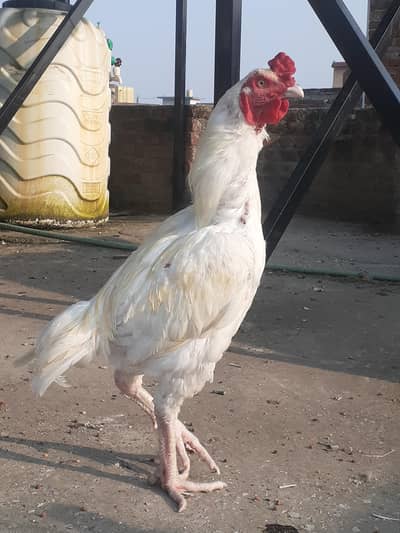 hera male