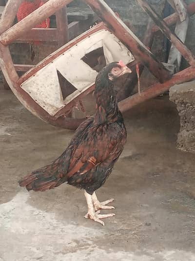 Amroh aseel breed murga for sale Old BLOD. . LINE