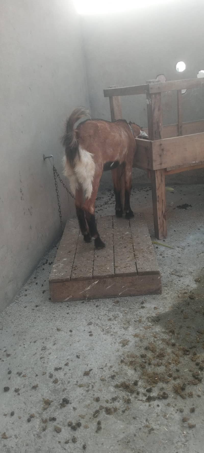 pure dasy 2 goat for sale 1