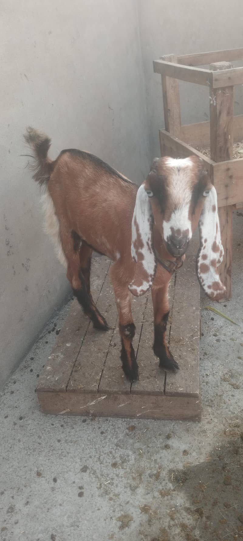 pure dasy 2 goat for sale 2