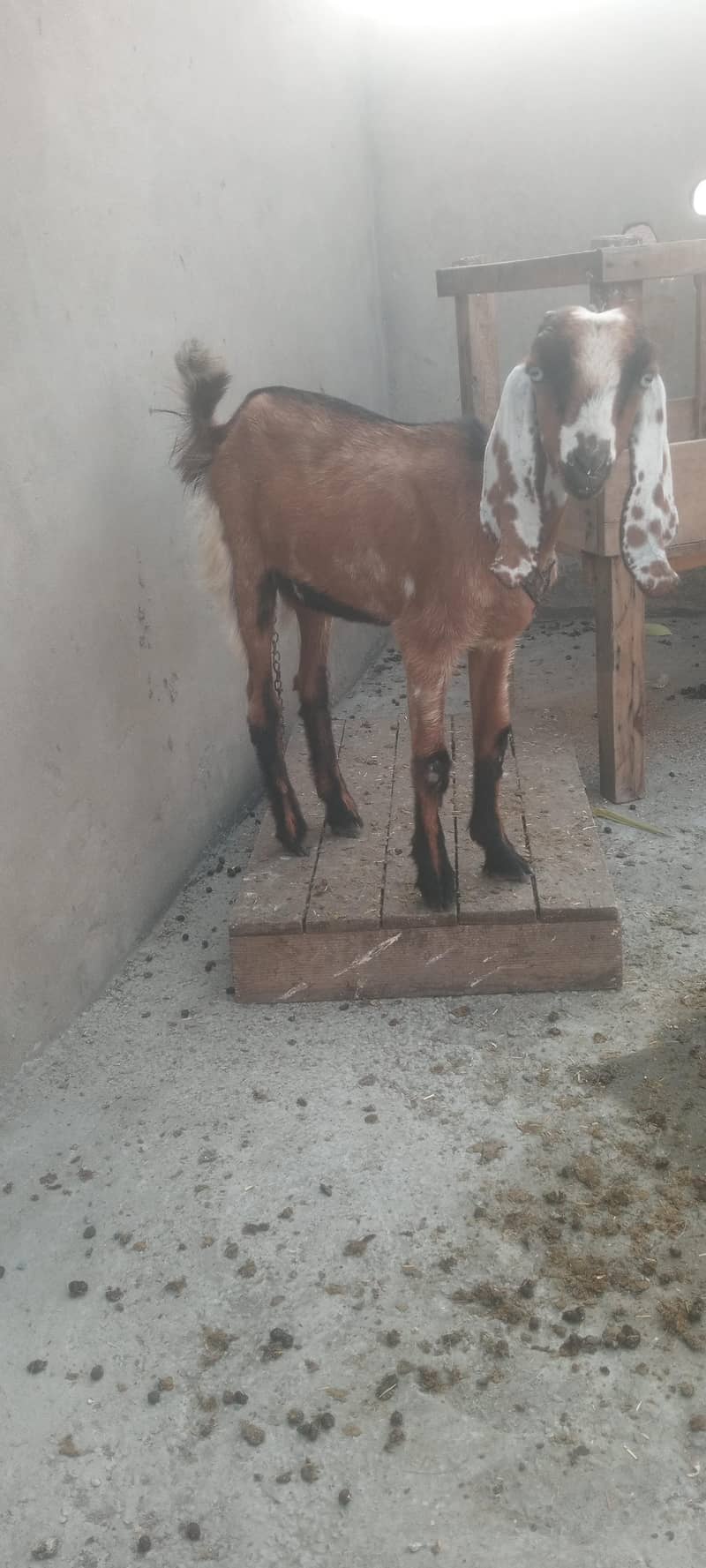 pure dasy 2 goat for sale 3