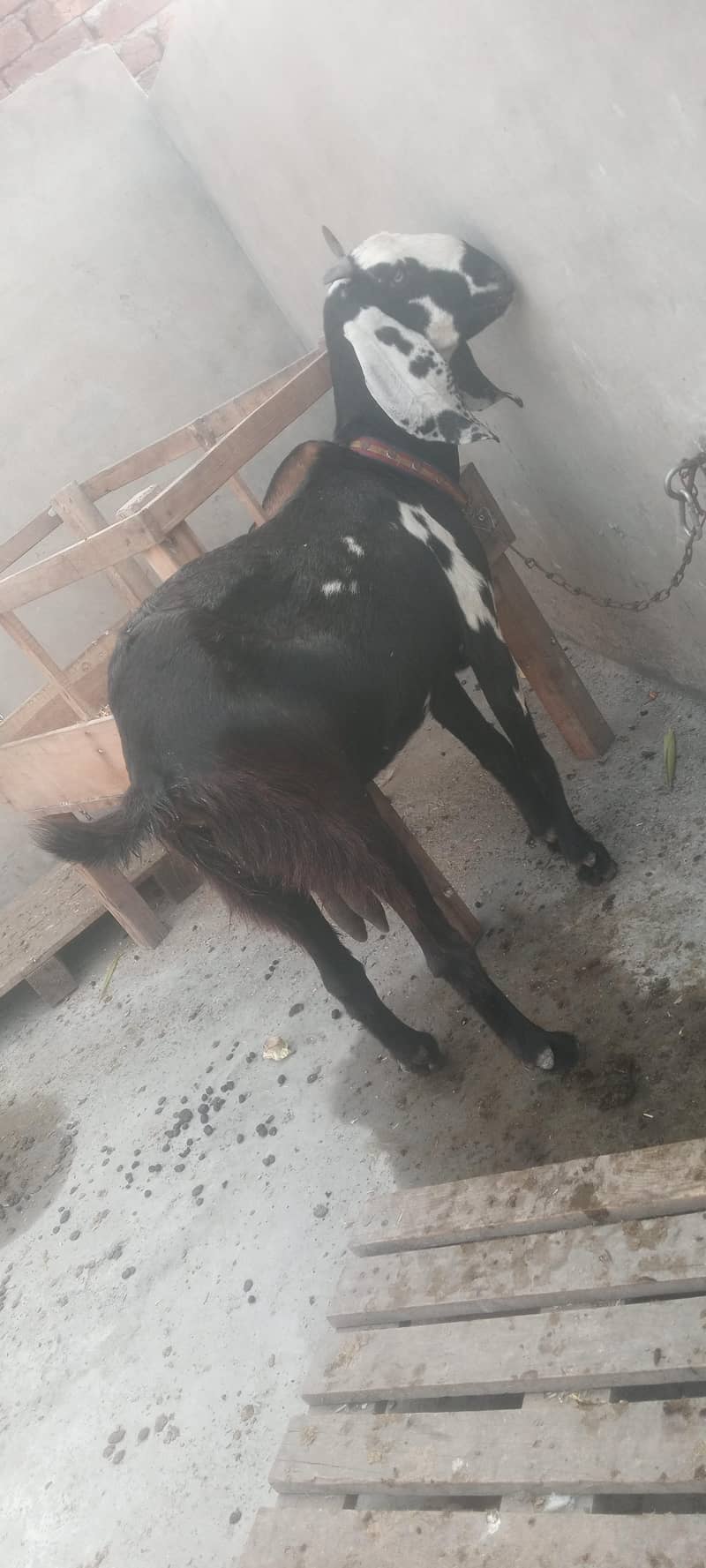 pure dasy 2 goat for sale 4