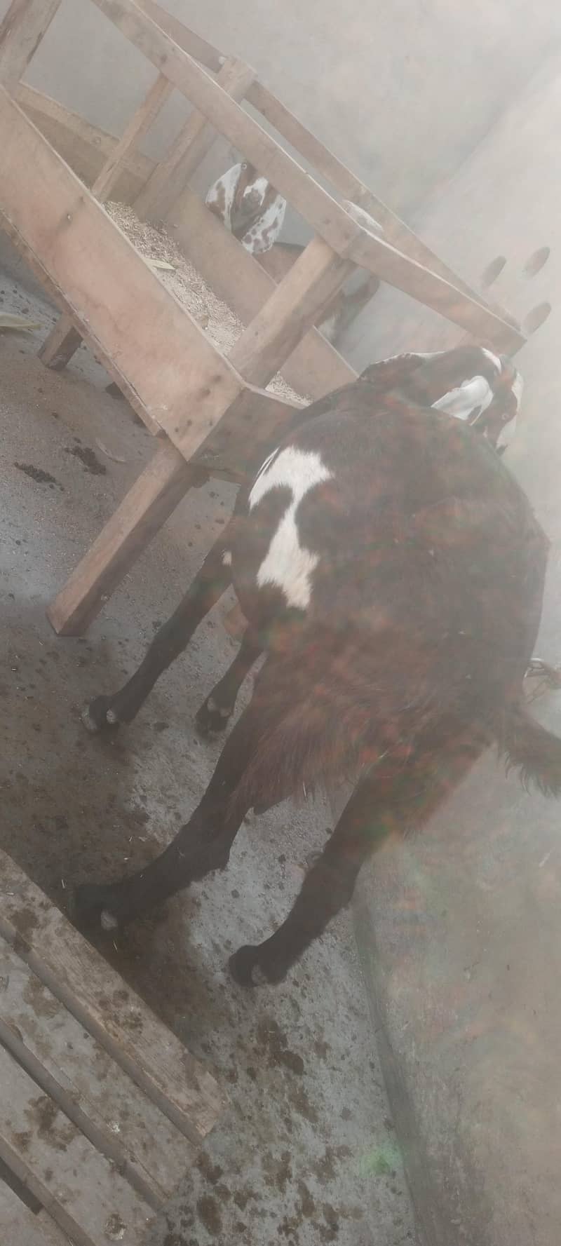 pure dasy 2 goat for sale 5