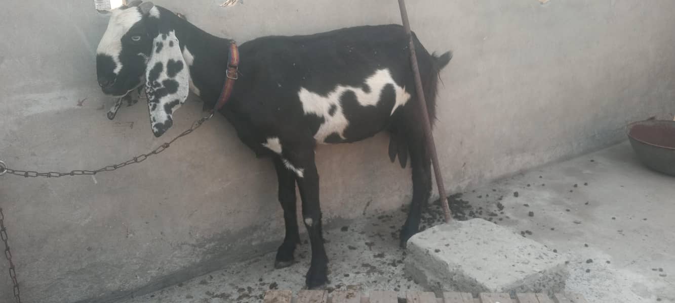 pure dasy 2 goat for sale 6