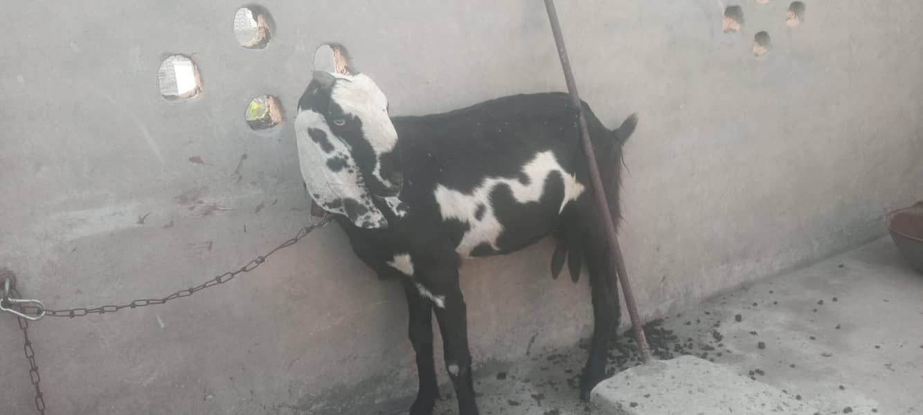 pure dasy 2 goat for sale 7
