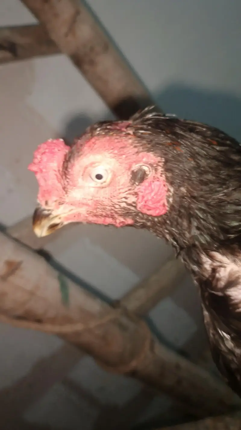 Pakistani Wapnam crous — photo 2