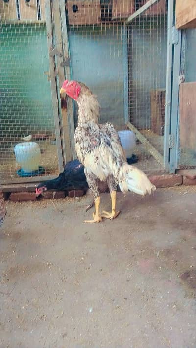 Shamo