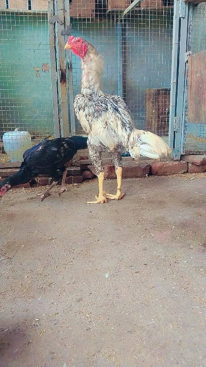 Shamo 9