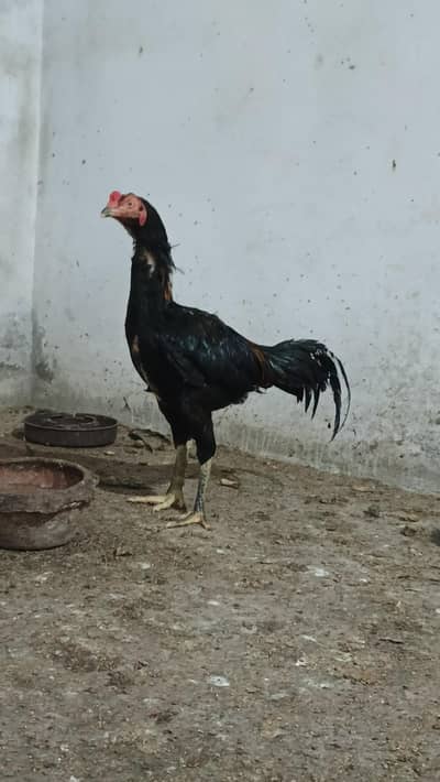 Pakistani Wapnam crous