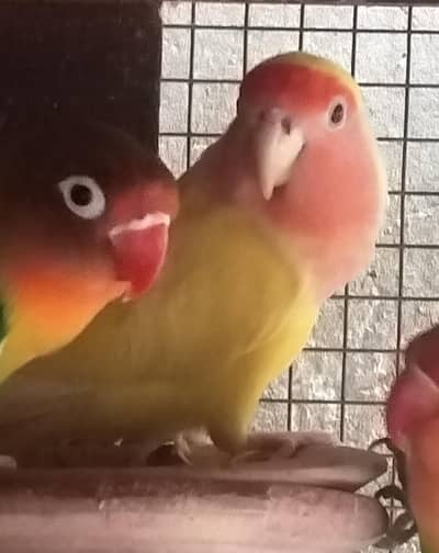 Red eyes Love pair for sell