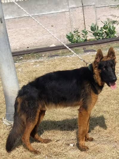 German Shepherd male long code