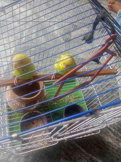 bijri parrots