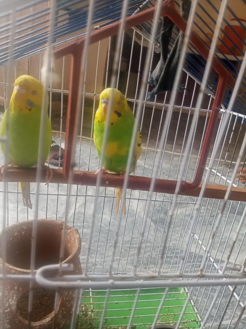 bijri parrots — photo 2