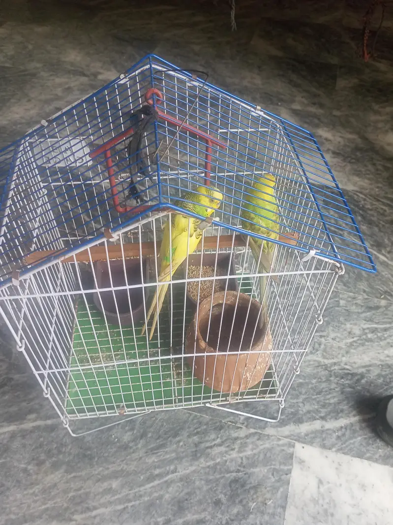 bijri parrots — photo 3