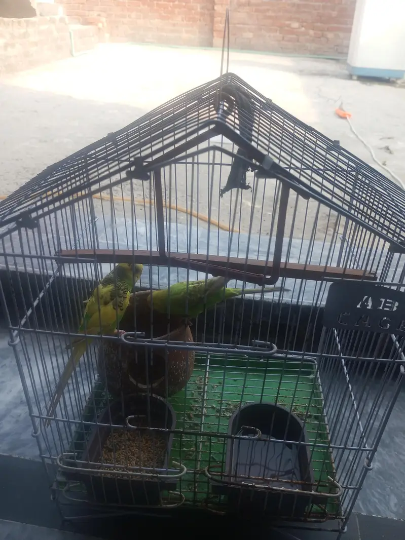 bijri parrots — photo 4