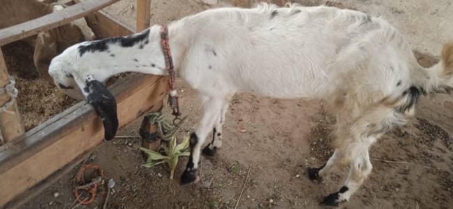 bakri