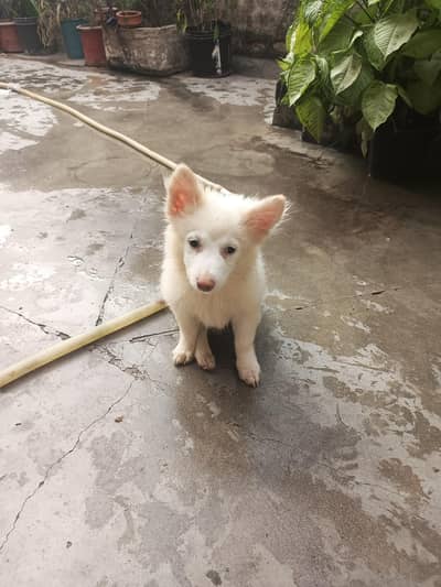 Russian female puppy for sale