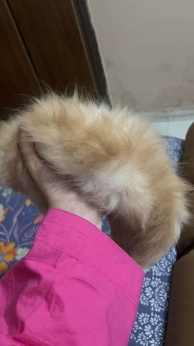 Persian kitten