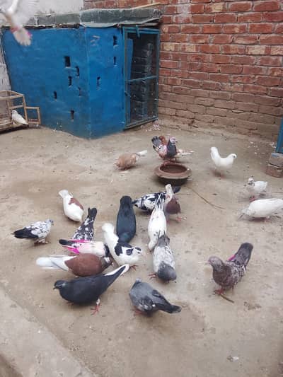 mix bread all sel urgent