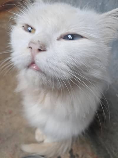 cat femail
