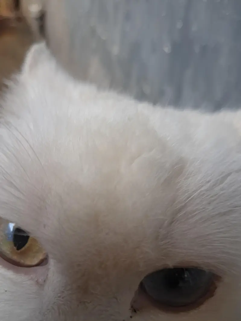 cat femail — photo 2