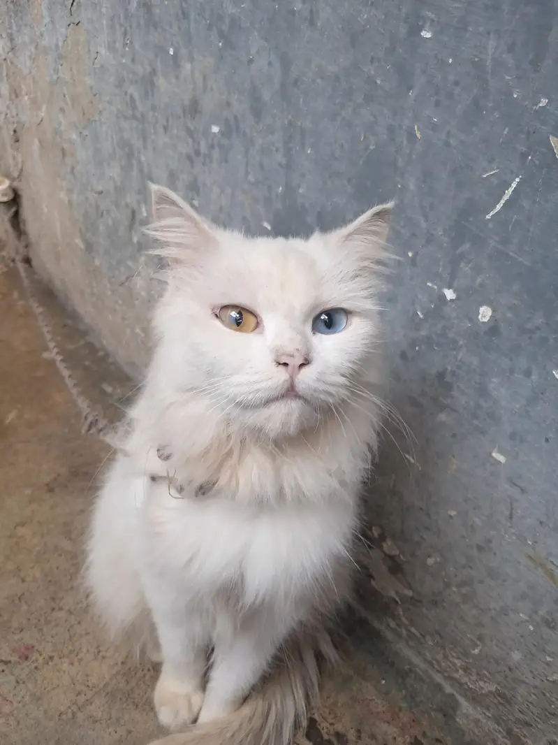 cat femail — photo 4