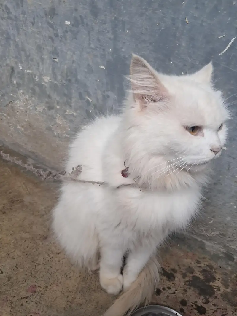 cat femail — photo 5