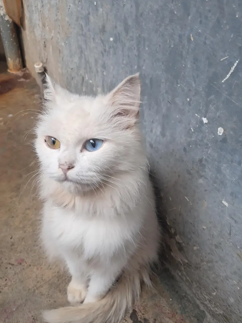 cat femail — photo 6