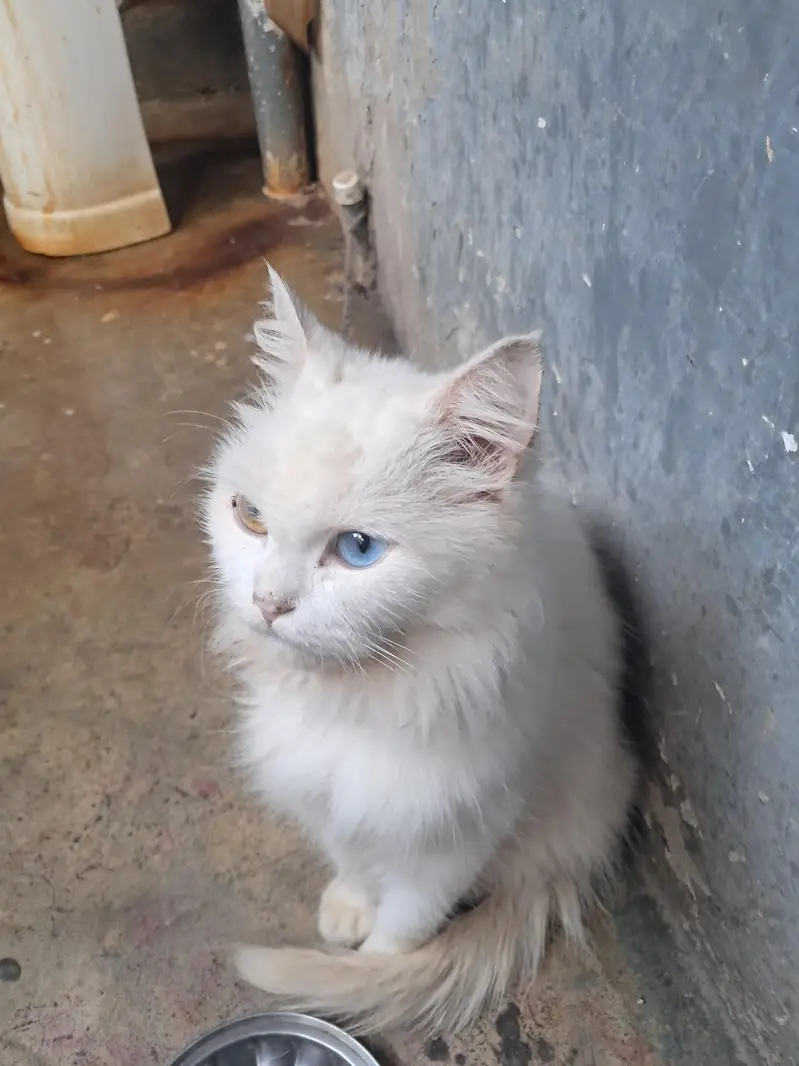cat femail — photo 7