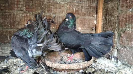 Fancy Pigeons